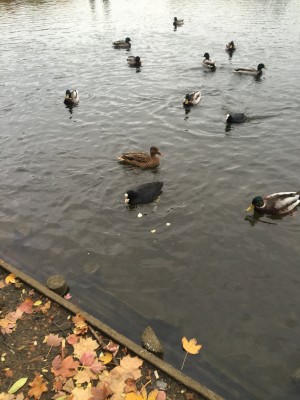 уточки