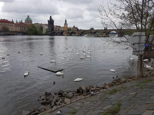 кормление лебедей на влтаве