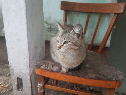 Город котиков! На каждом углу котики! Особенность маленьких городков...