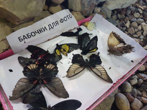 бабочки для фото