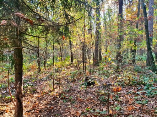 Kozłowiecki Park Krajobrazowy - природный заповедник недалеко от Люблина