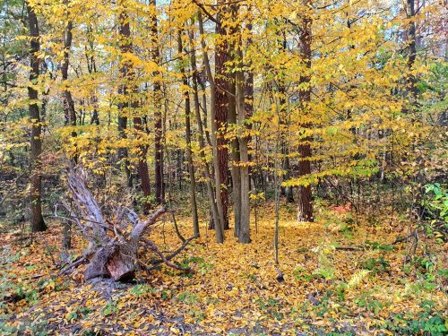 Kozłowiecki Park Krajobrazowy - природный заповедник недалеко от Люблина
