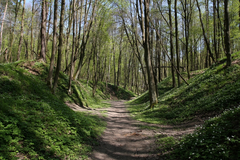 Nałęczowskie wąwozy