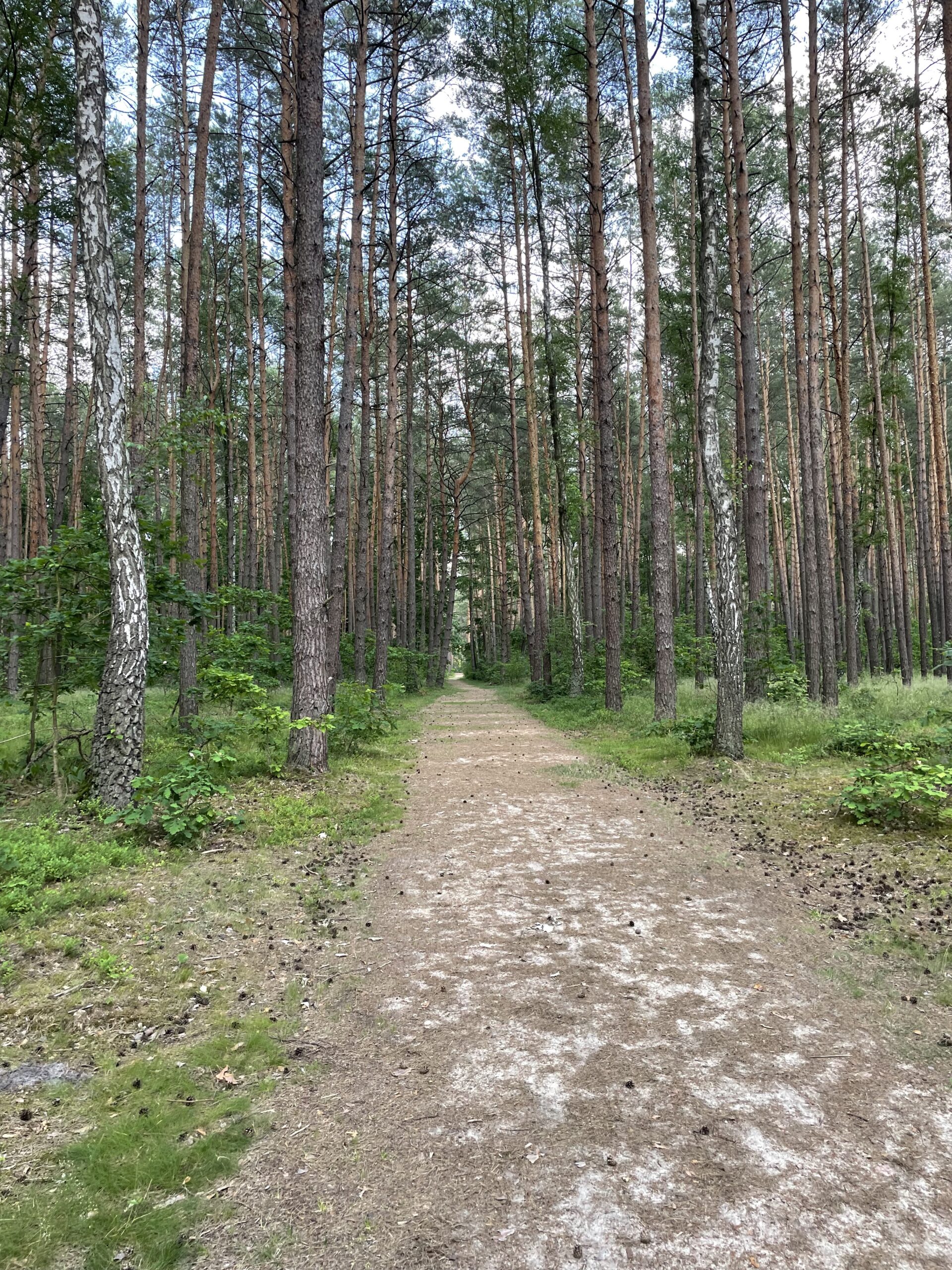 Bobrówka ścieżka