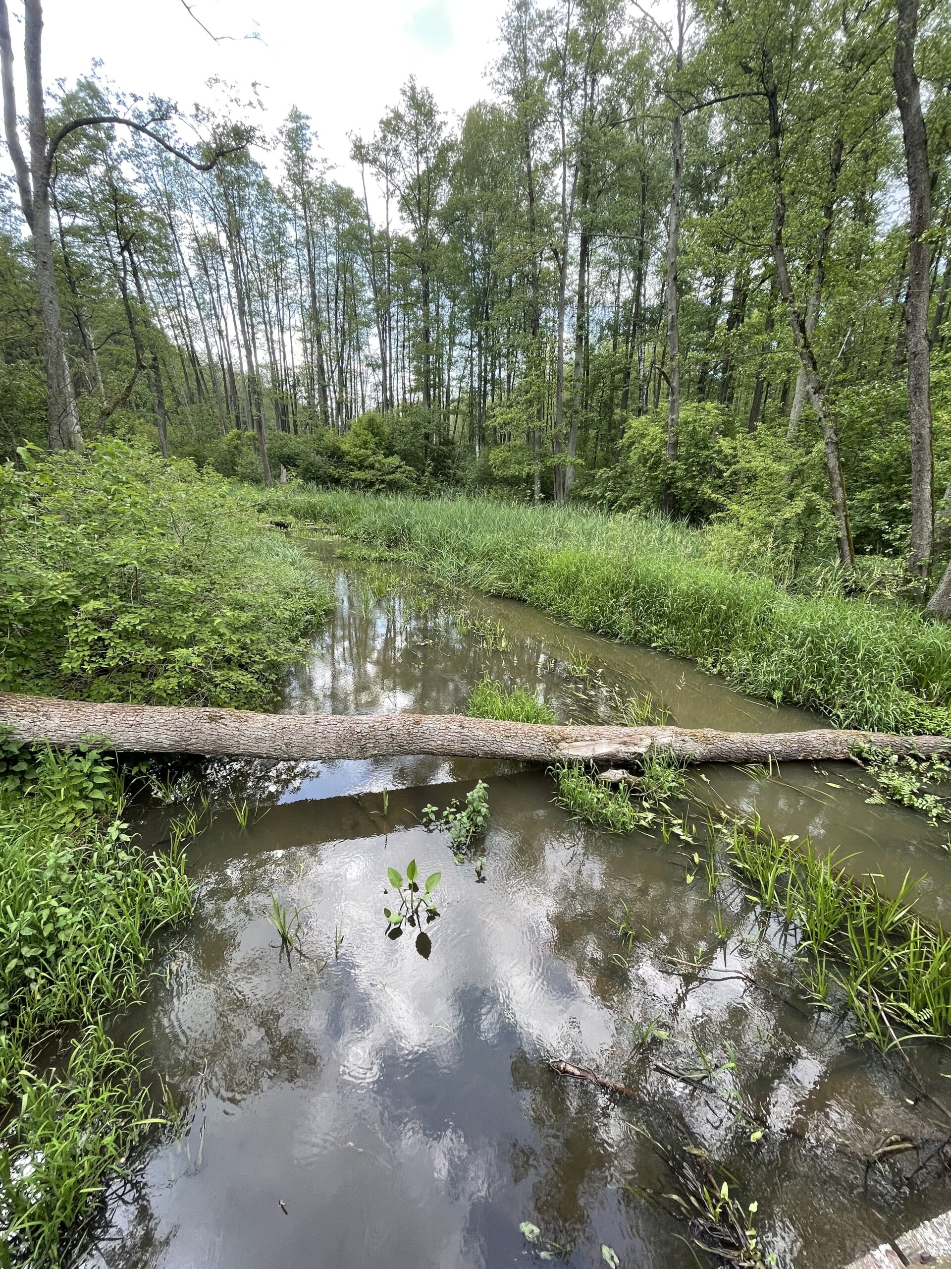 Bobrówka ścieżka