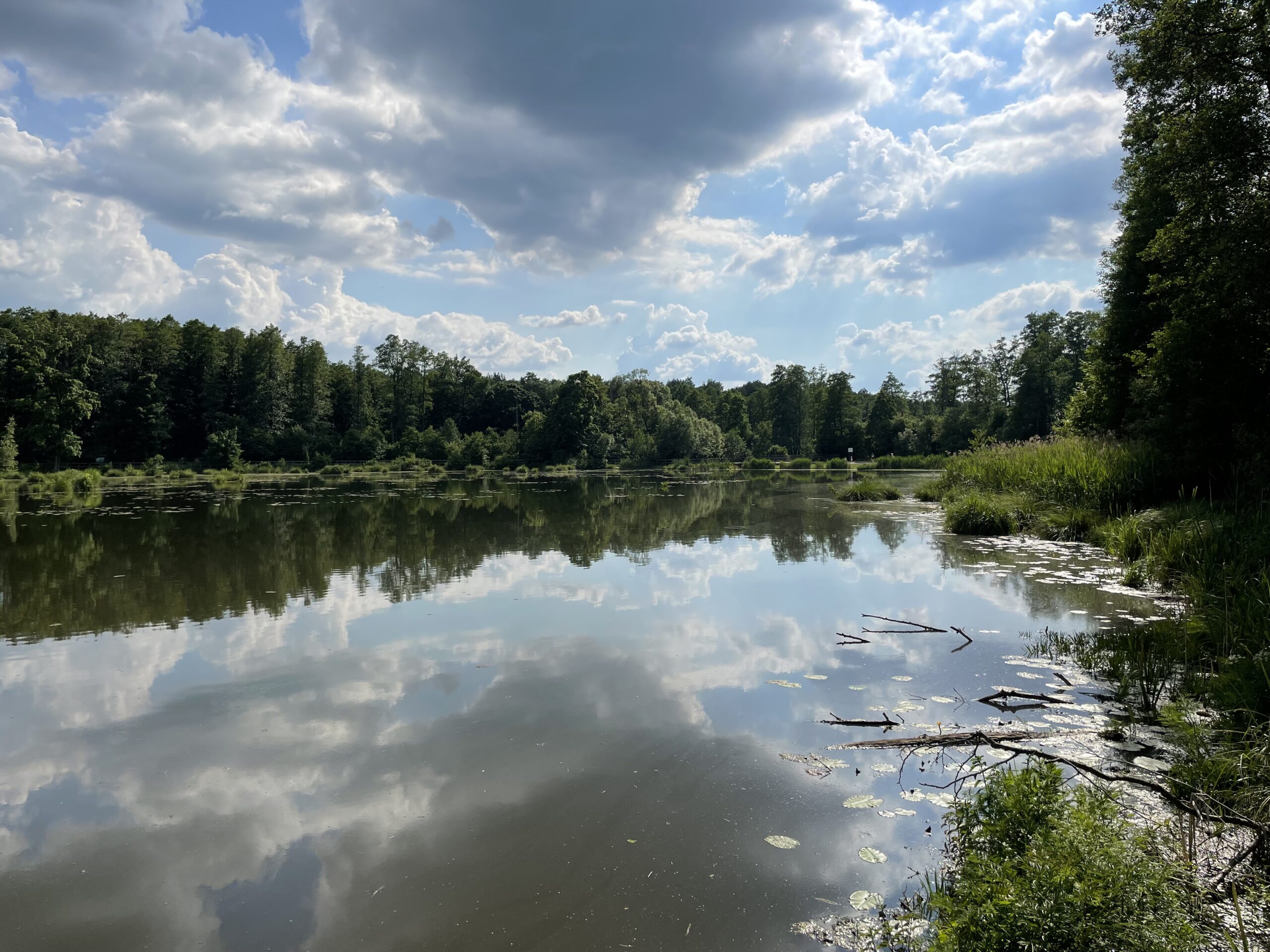 Bobrówka ścieżka