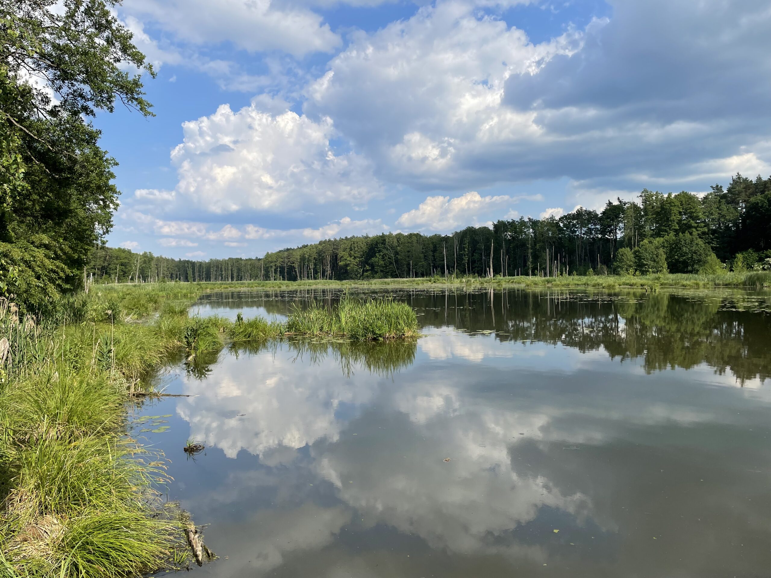 Bobrówka ścieżka