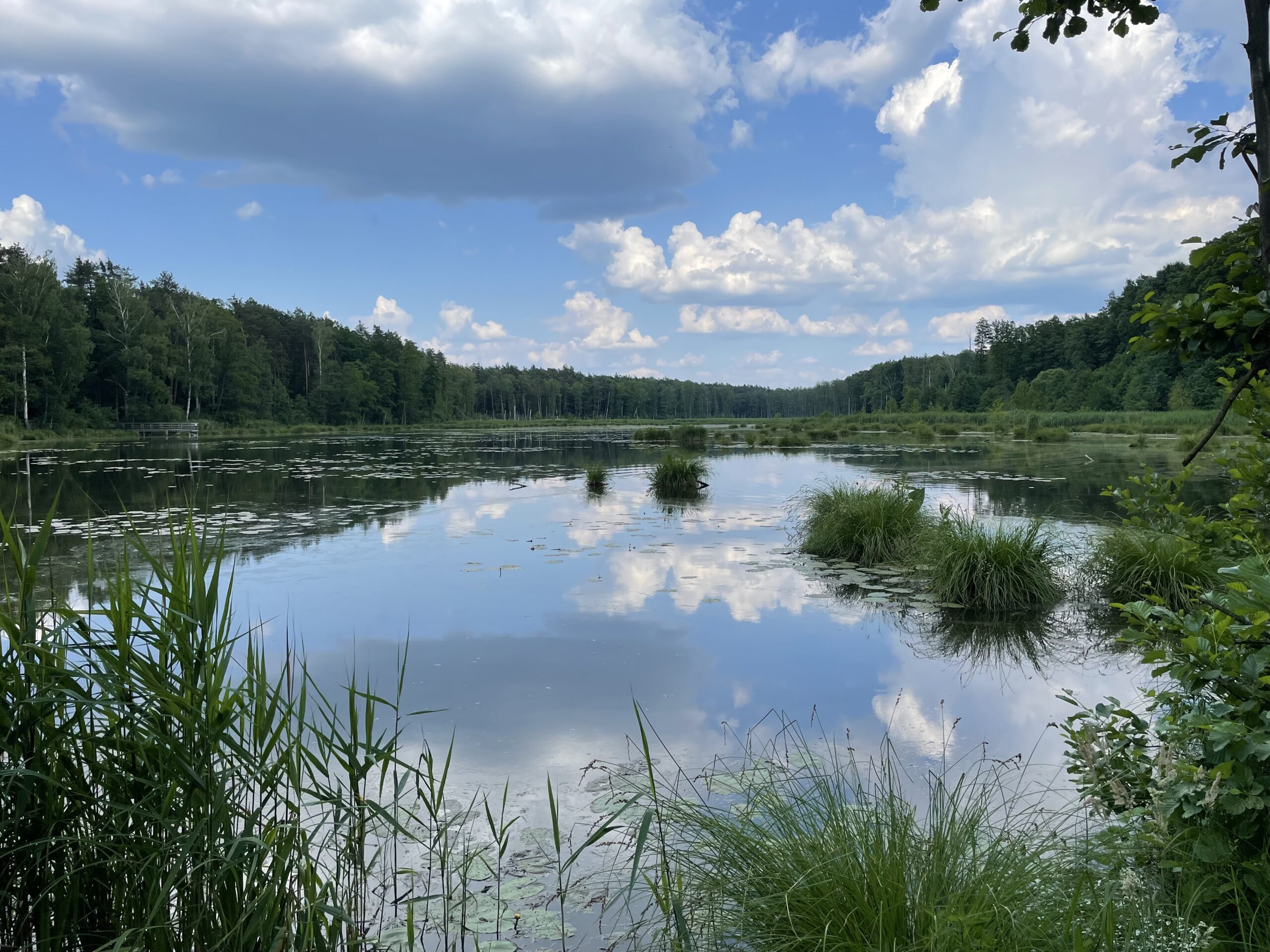 Bobrówka ścieżka
