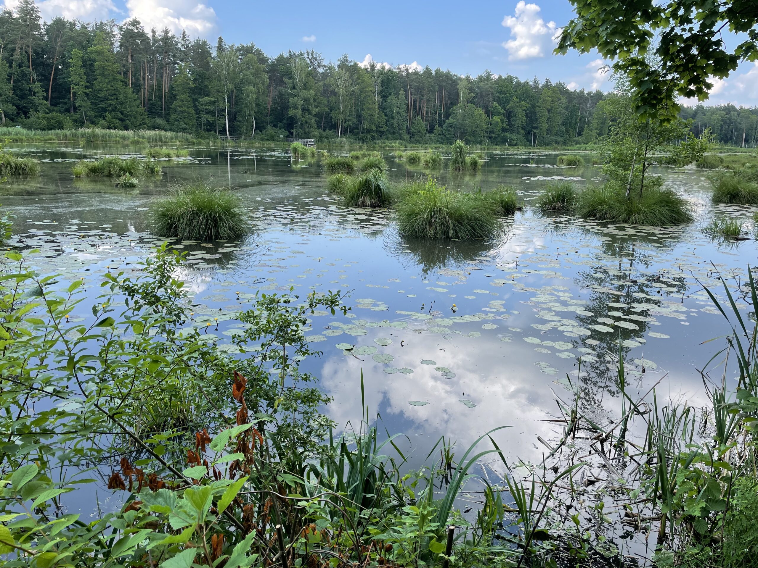 Bobrówka ścieżka