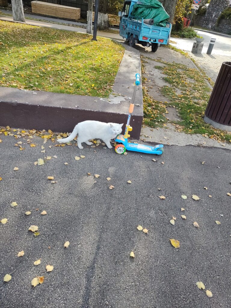 Зеленоградск