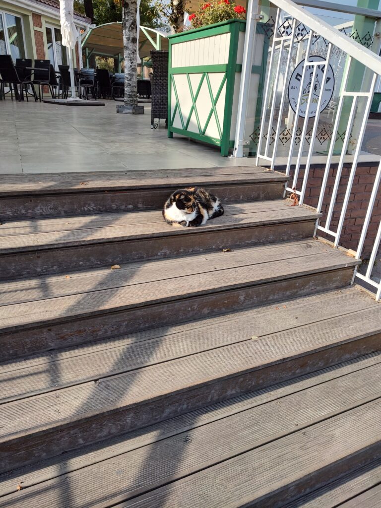 Зеленоградск котики