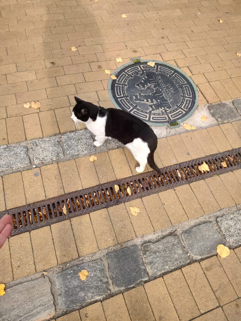 Зеленоградск котики