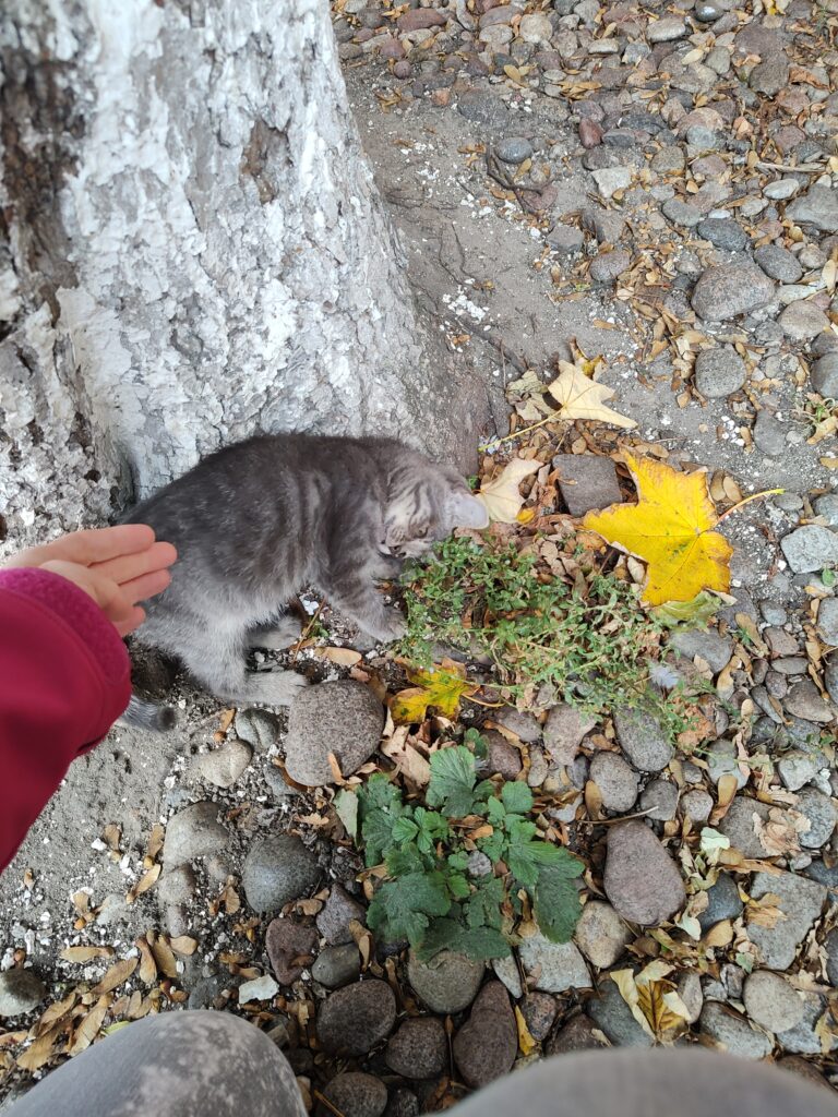 Зеленоградск котики